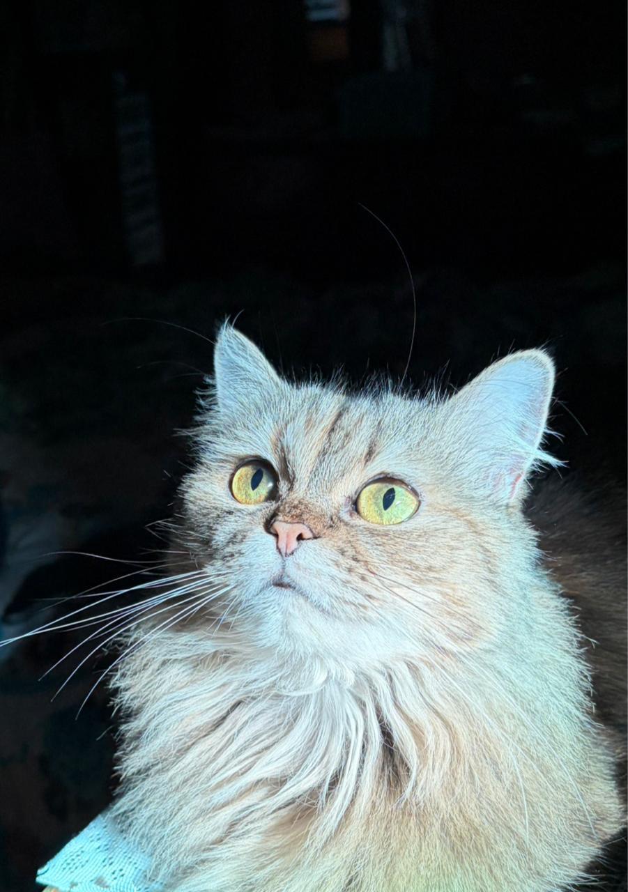 Personalized Pet Keychain | Custom Engraved Name or Photo