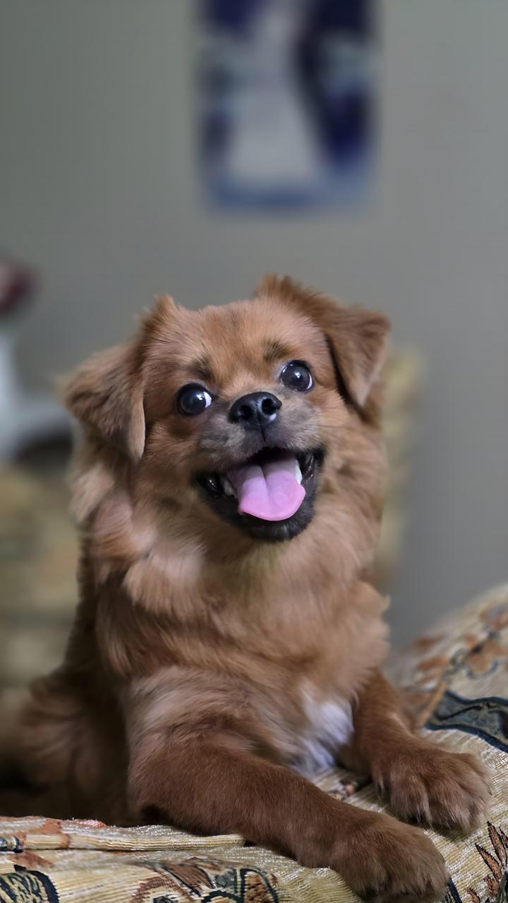 Personalized Pet Keychain | Custom Engraved Name or Photo